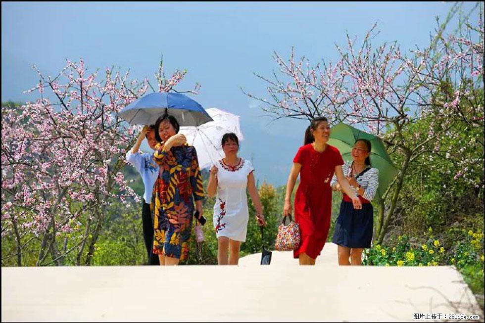 【春天,广西桂林灌阳县向您发出邀请!】望月岭上桃花开 - 游山玩水 - 林芝生活社区 - 林芝28生活网 linzhi.28life.com