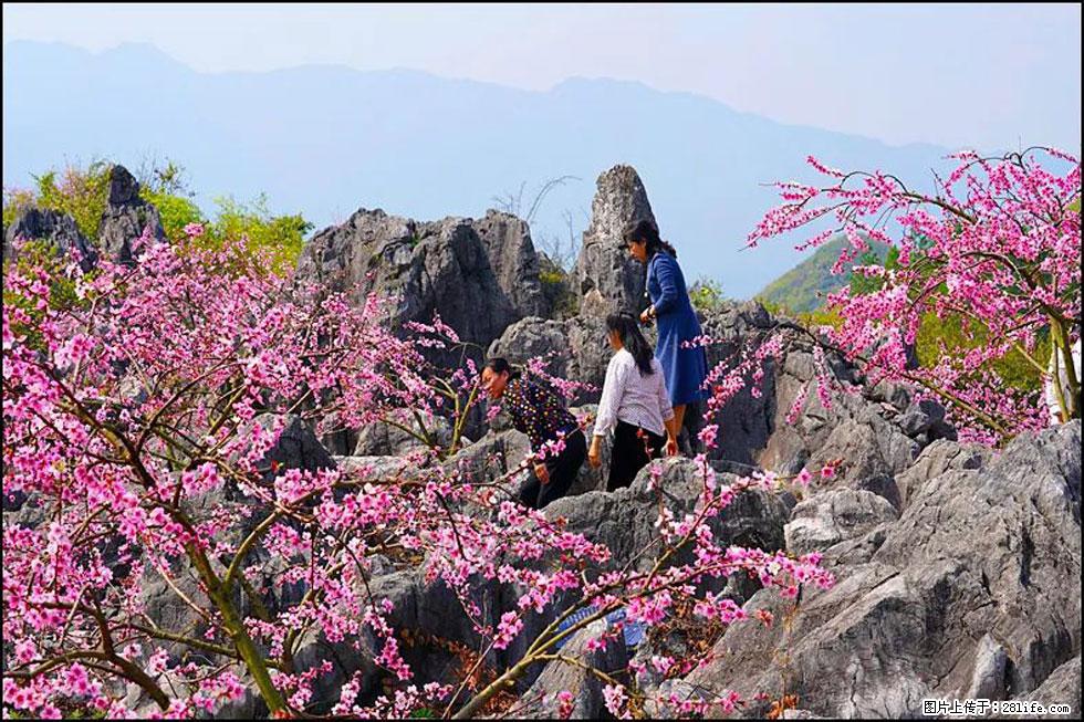 【春天,广西桂林灌阳县向您发出邀请!】望月岭上桃花开 - 游山玩水 - 林芝生活社区 - 林芝28生活网 linzhi.28life.com