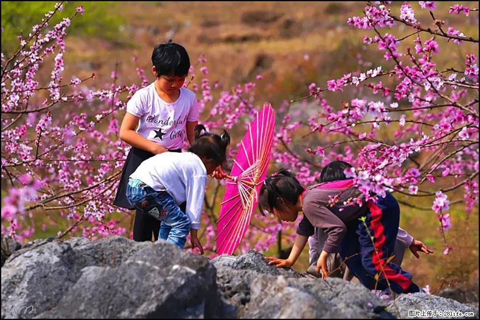 【春天,广西桂林灌阳县向您发出邀请!】望月岭上桃花开 - 游山玩水 - 林芝生活社区 - 林芝28生活网 linzhi.28life.com