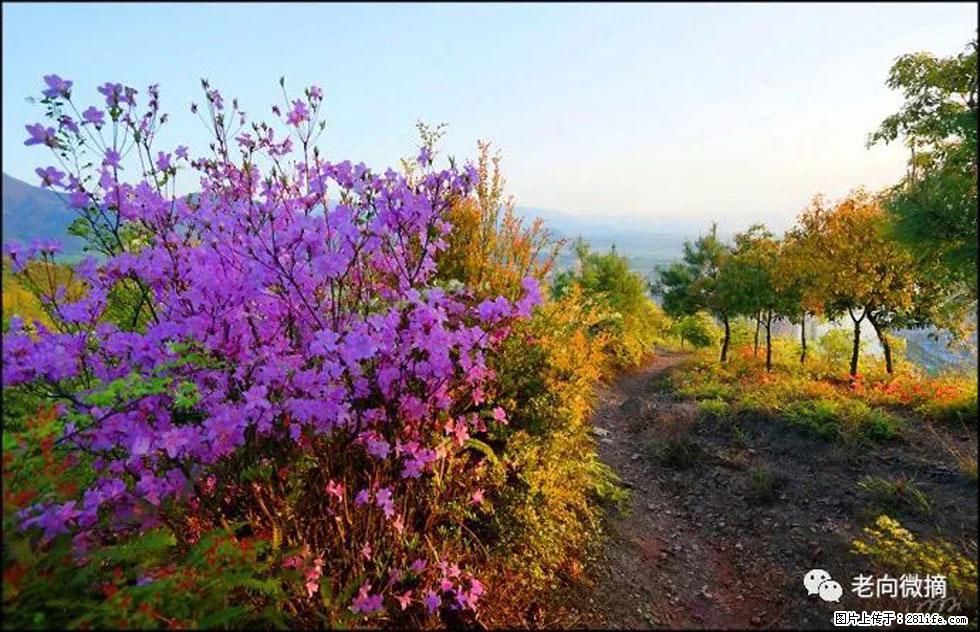 【春天,广西桂林灌阳县向您发出邀请!】登麒麟山,相约映山红 - 游山玩水 - 林芝生活社区 - 林芝28生活网 linzhi.28life.com