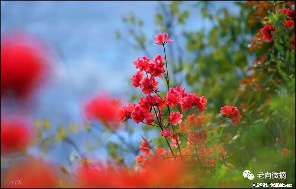 【春天,广西桂林灌阳县向您发出邀请!】登麒麟山,相约映山红 - 游山玩水 - 林芝生活社区 - 林芝28生活网 linzhi.28life.com