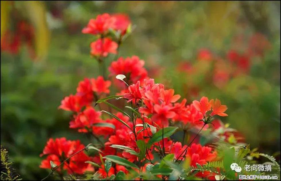 【春天,广西桂林灌阳县向您发出邀请!】登麒麟山,相约映山红 - 游山玩水 - 林芝生活社区 - 林芝28生活网 linzhi.28life.com