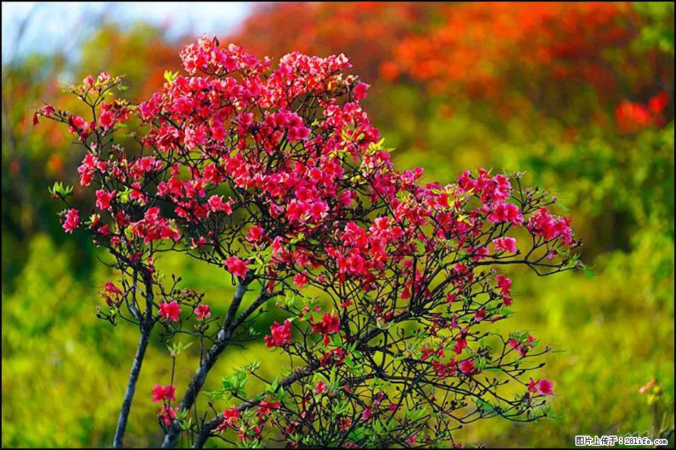 【春天,广西桂林灌阳县向您发出邀请!】春木界上映山红 - 游山玩水 - 林芝生活社区 - 林芝28生活网 linzhi.28life.com