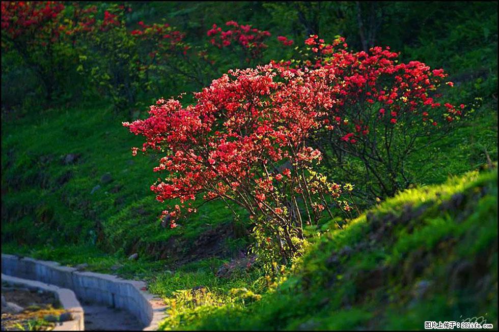 【春天,广西桂林灌阳县向您发出邀请!】春木界上映山红 - 游山玩水 - 林芝生活社区 - 林芝28生活网 linzhi.28life.com