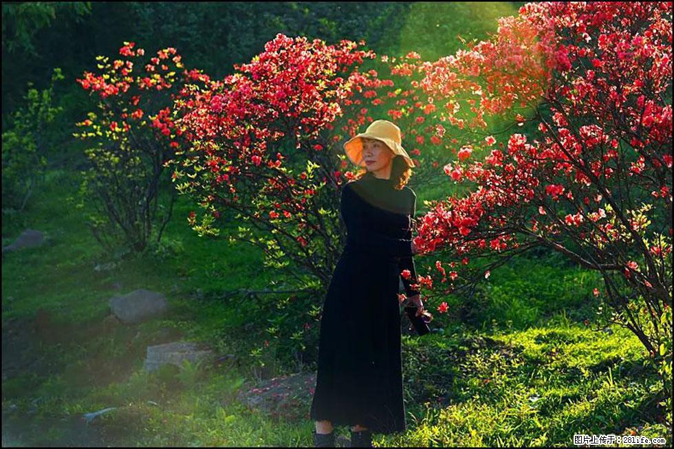 【春天,广西桂林灌阳县向您发出邀请!】春木界上映山红 - 游山玩水 - 林芝生活社区 - 林芝28生活网 linzhi.28life.com