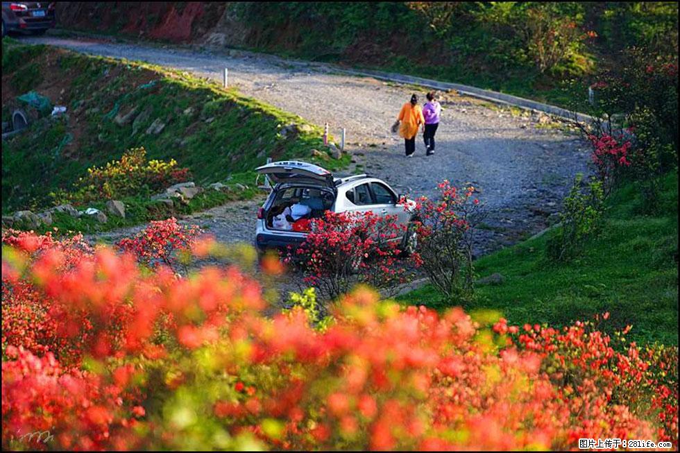 【春天,广西桂林灌阳县向您发出邀请!】春木界上映山红 - 游山玩水 - 林芝生活社区 - 林芝28生活网 linzhi.28life.com
