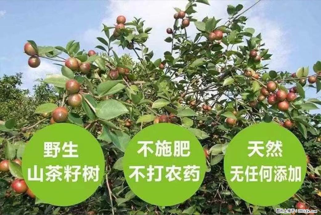 【灌阳县油茶产业示范区】一个有着充实的精神生活的人,对待身外之物自会有一种淡泊的态度 - 土特产 - 饮食特产 - 林芝分类信息 - 林芝28生活网 linzhi.28life.com