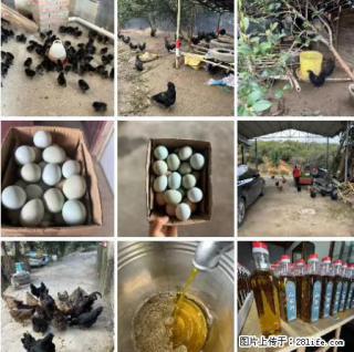 油茶园从小鸡仔开始养起的纯土鸡、土鸡蛋可以预定啦！还有前几天刚榨的纯山茶油哦 - 林芝28生活网 linzhi.28life.com