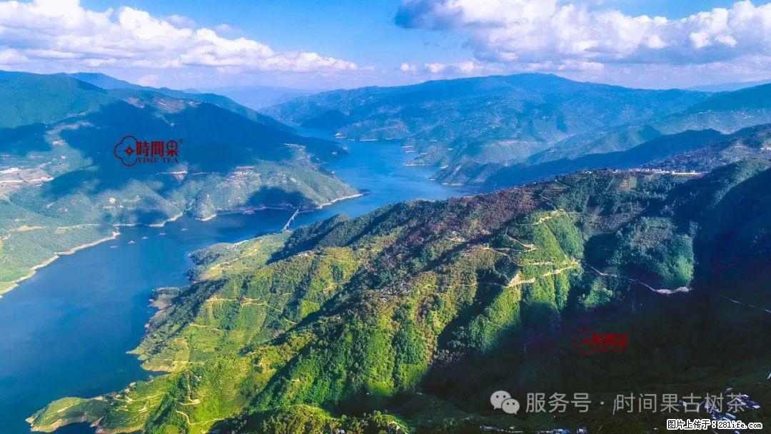 时间果百年古树龙珠普洱生茶 - 购物交流 - 林芝生活社区 - 林芝28生活网 linzhi.28life.com