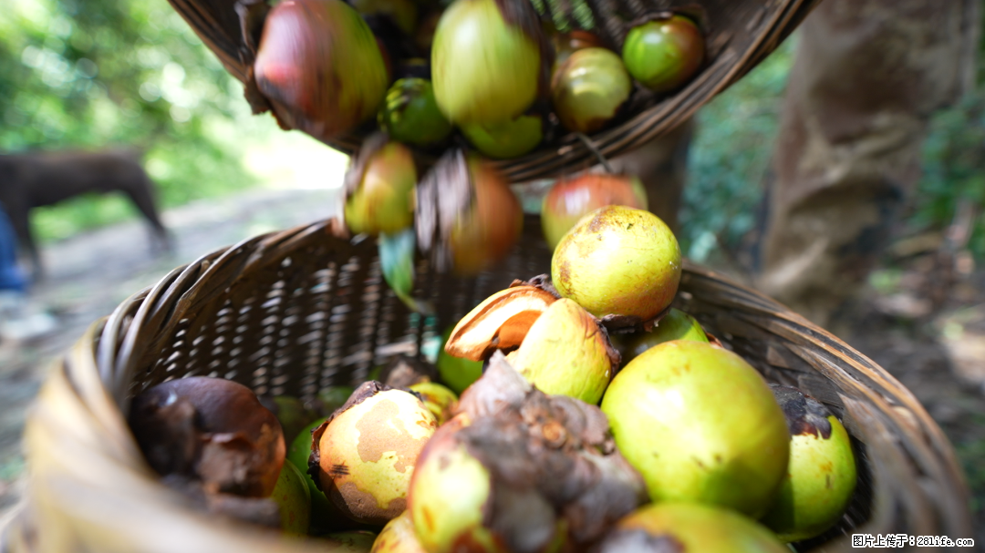 揭秘茶油的5大核心营养成分!被称为人体健康的“守护盾”! - 林芝生活资讯 - 林芝28生活网 linzhi.28life.com