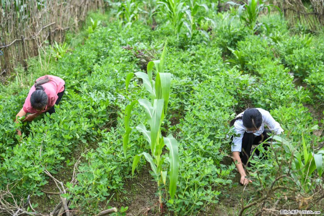 全网追的“扁担女孩”,找了一份暑假工,时薪12元 - 林芝生活资讯 - 林芝28生活网 linzhi.28life.com