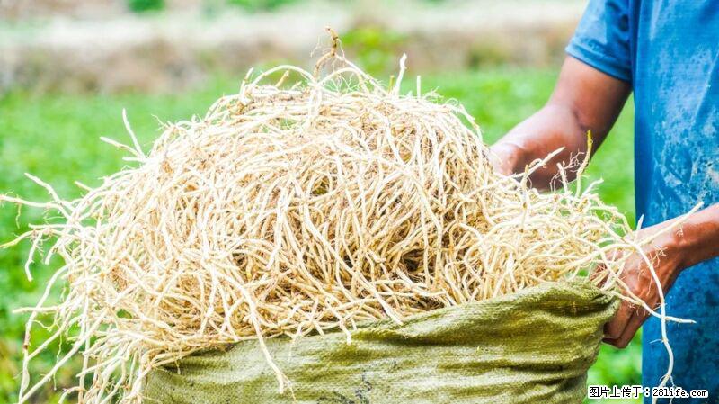 堪称“最难吃”的蔬菜,却是 “抗辐射神器”,还能护肺、清热、止咳化痰! - 林芝生活资讯 - 林芝28生活网 linzhi.28life.com