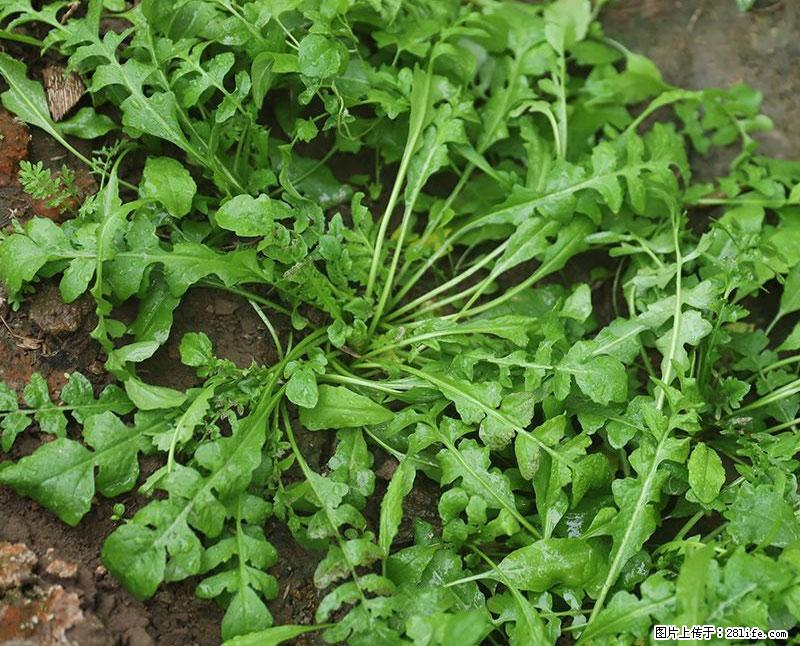 这些蔬菜是“天然钙片”，这6种被医生重点推荐 - 林芝生活资讯 - 林芝28生活网 linzhi.28life.com