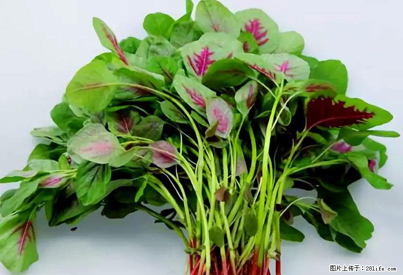 这些蔬菜是“天然钙片”，这6种被医生重点推荐 - 林芝生活资讯 - 林芝28生活网 linzhi.28life.com