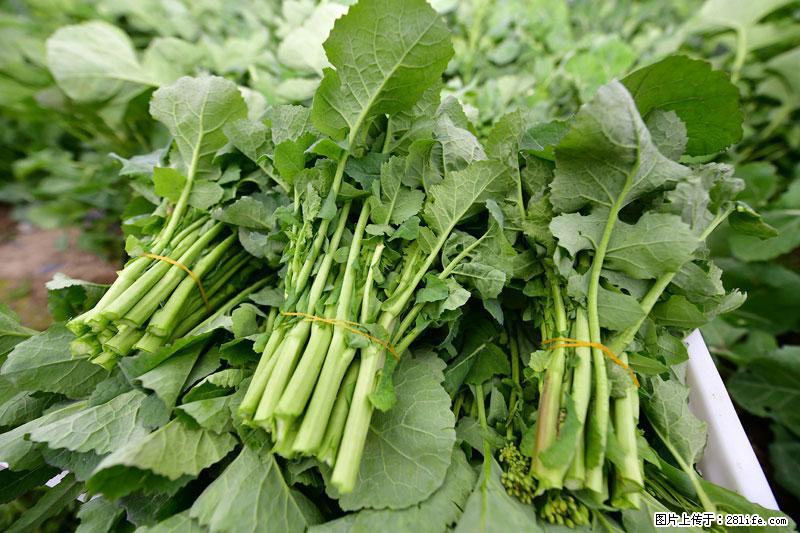 这些蔬菜是“天然钙片”，这6种被医生重点推荐 - 林芝生活资讯 - 林芝28生活网 linzhi.28life.com